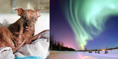 Can you tell which one is beautiful?